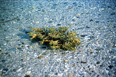 Algen im Laksefjord