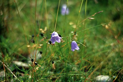 Glockenblumen